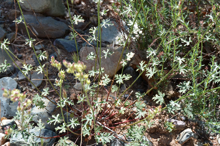 Sphaeralcea rusbyi, Rusby's Globemallow